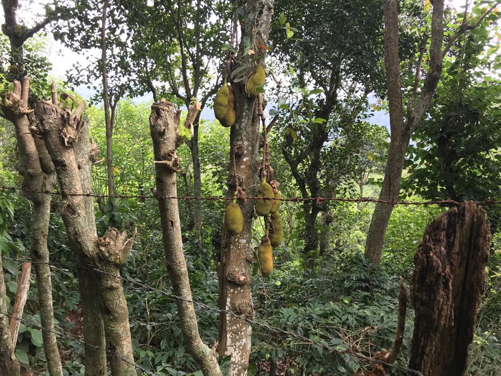 Pillar Coffee Estates